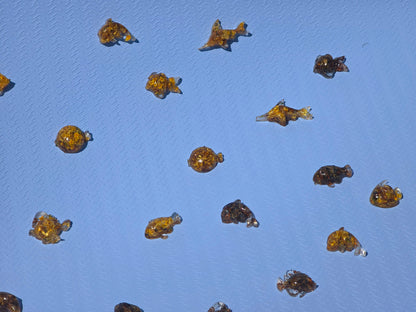 Mixed Aquarium Species – 6 Resin Marine Charms